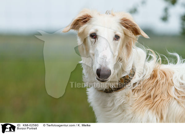 Barsoi Portrait / Borzoi Portrait / KMI-02580