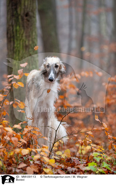 Barsoi / Borzoi / MW-09113