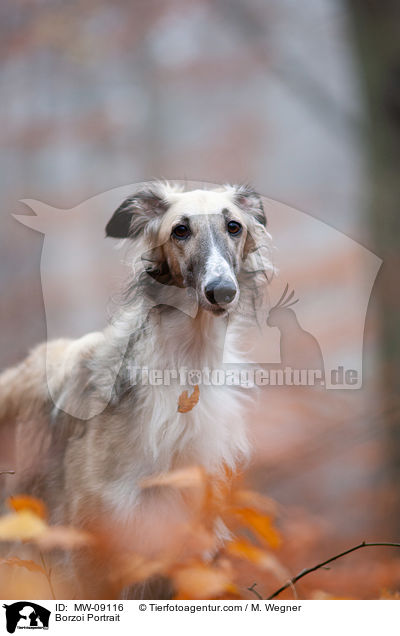 Barsoi Portrait / Borzoi Portrait / MW-09116