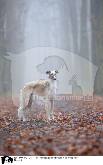 Barsoi / Borzoi / MW-09121