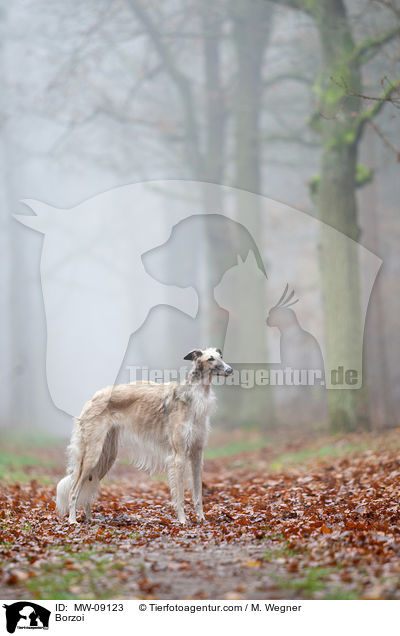 Barsoi / Borzoi / MW-09123