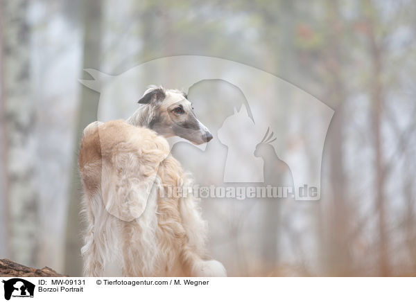 Barsoi Portrait / Borzoi Portrait / MW-09131