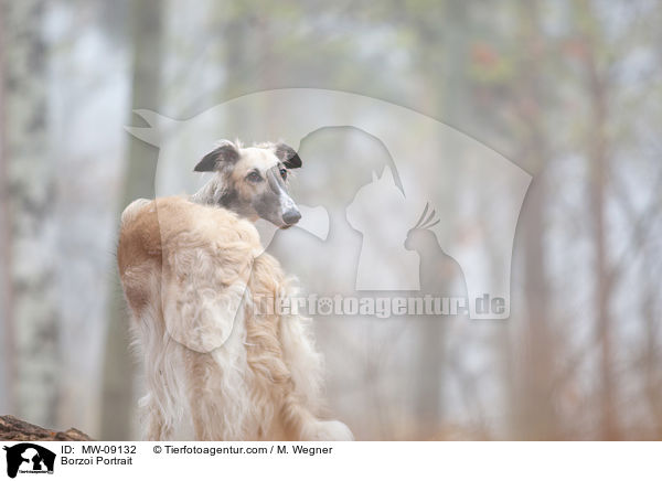 Borzoi Portrait / MW-09132