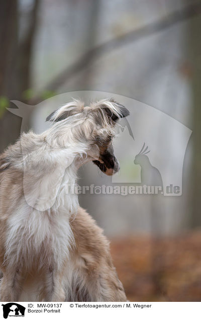 Borzoi Portrait / MW-09137