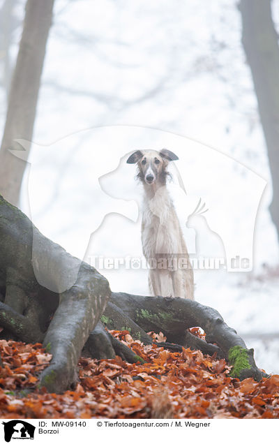 Barsoi / Borzoi / MW-09140