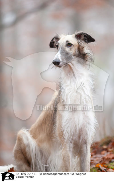 Barsoi Portrait / Borzoi Portrait / MW-09143