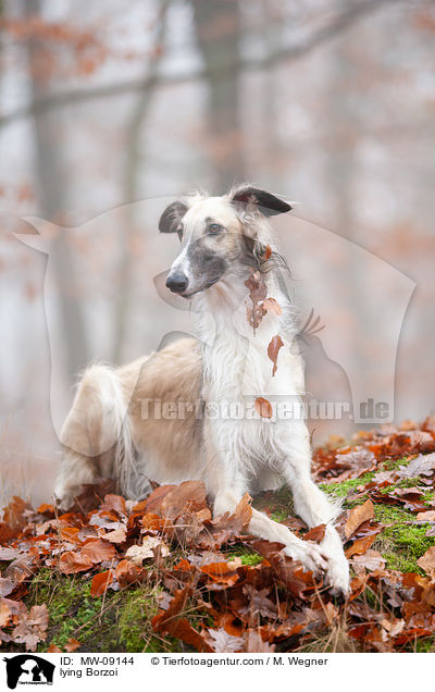 liegender Barsoi / lying Borzoi / MW-09144
