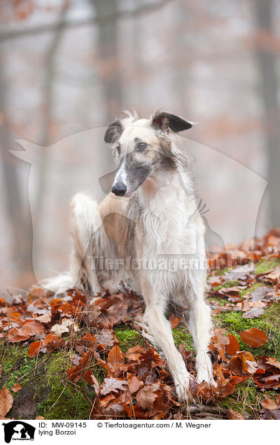 liegender Barsoi / lying Borzoi / MW-09145