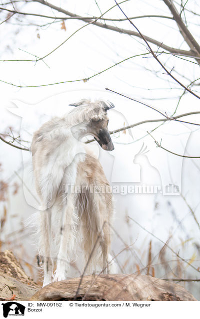 Barsoi / Borzoi / MW-09152