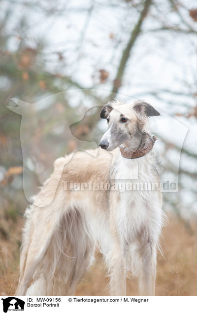 Barsoi Portrait / Borzoi Portrait / MW-09156
