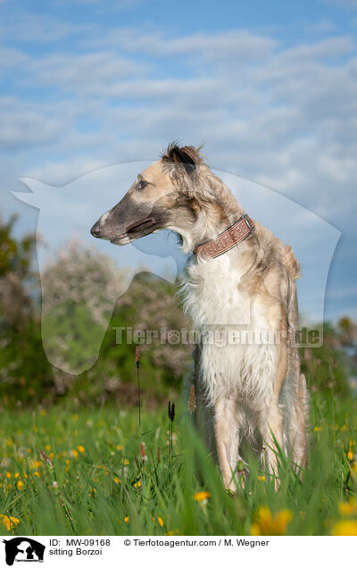 sitzender Barsoi / sitting Borzoi / MW-09168