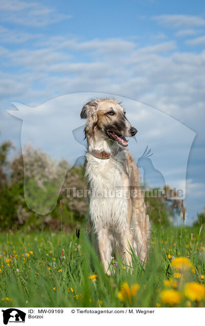 Barsoi / Borzoi / MW-09169