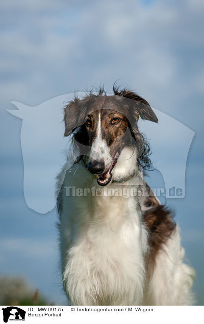 Barsoi Portrait / Borzoi Portrait / MW-09175