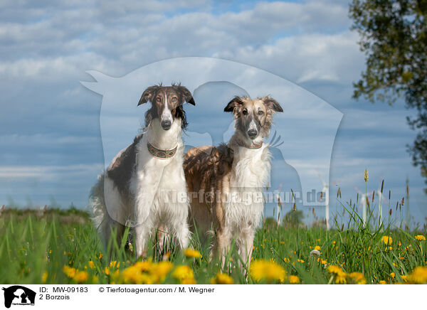 2 Barsois / 2 Borzois / MW-09183
