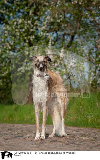 Barsoi / Borzoi / MW-09194