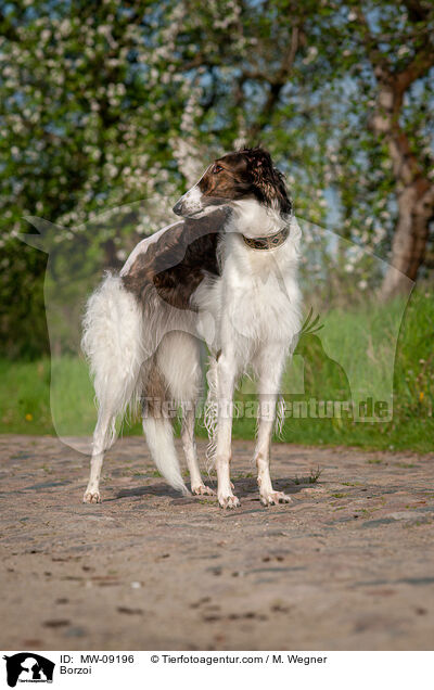 Barsoi / Borzoi / MW-09196