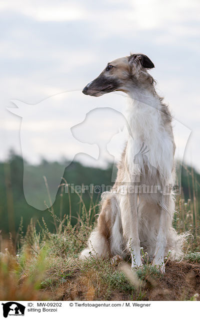 sitzender Barsoi / sitting Borzoi / MW-09202