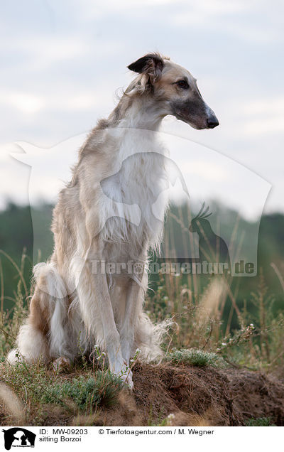 sitzender Barsoi / sitting Borzoi / MW-09203