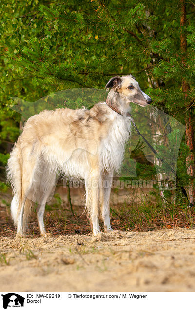 Barsoi / Borzoi / MW-09219
