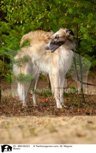 Barsoi / Borzoi / MW-09223