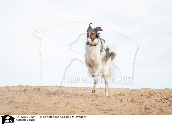 rennender Barsoi / running Borzoi / MW-09224