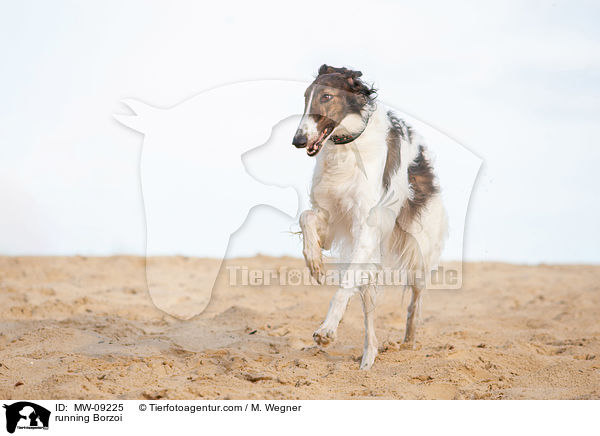 rennender Barsoi / running Borzoi / MW-09225