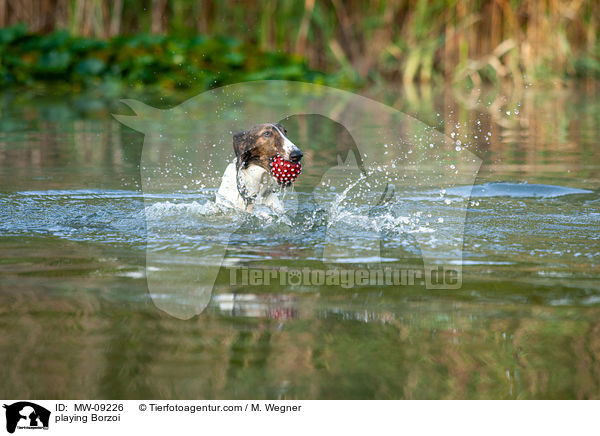 spielender Barsoi / playing Borzoi / MW-09226