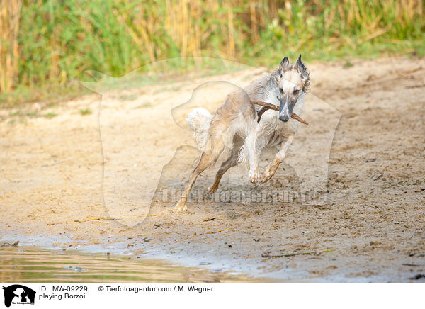 spielender Barsoi / playing Borzoi / MW-09229