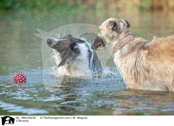 2 Barsois / 2 Borzois / MW-09230