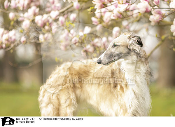 Barsoi Hndin / female Borzoi / SZ-01047