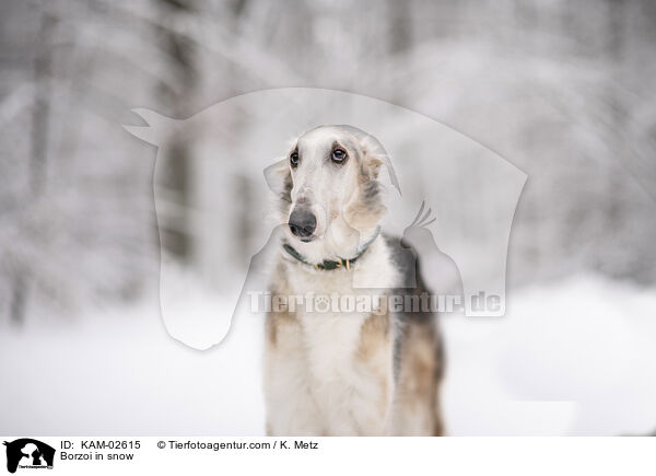 Barsoi im Schnee / Borzoi in snow / KAM-02615
