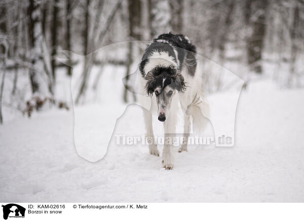 Barsoi im Schnee / Borzoi in snow / KAM-02616