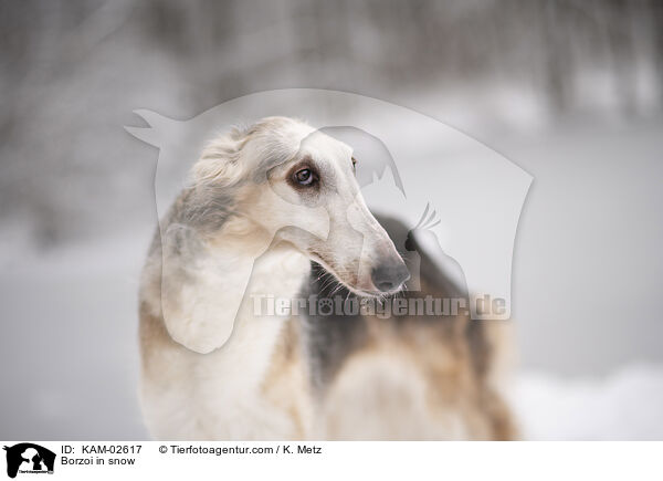 Borzoi in snow / KAM-02617