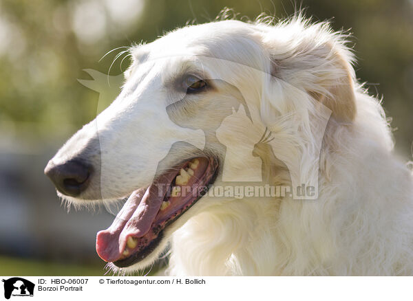 Barsoi Portrait / Borzoi Portrait / HBO-06007