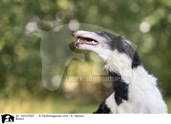 Barsoi / Borzoi / AH-07607