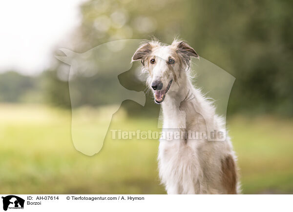 Barsoi / Borzoi / AH-07614