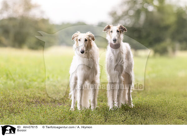 Barsoi / Borzoi / AH-07615