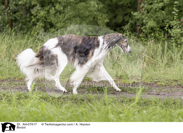 Barsoi / Borzoi / AH-07617