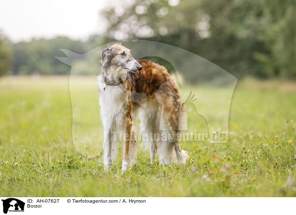 Barsoi / Borzoi / AH-07627