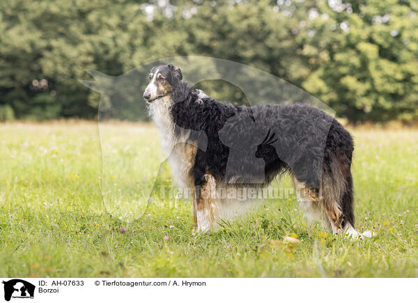 Barsoi / Borzoi / AH-07633