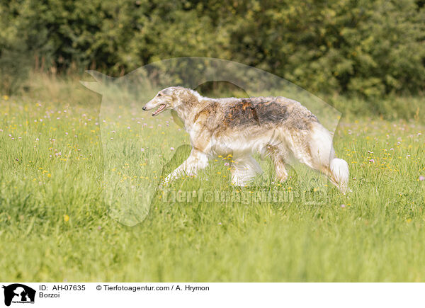 Barsoi / Borzoi / AH-07635