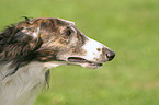 Borzoi Portrait