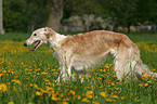 Borzoi