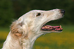 Borzoi Portrait