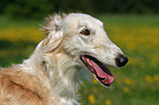 Borzoi Portrait