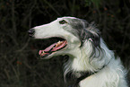 Borzoi Portrait