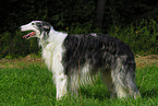 standing Borzoi