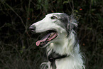 Borzoi Portrait