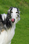 Borzoi Portrait