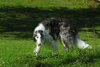 Borzoi